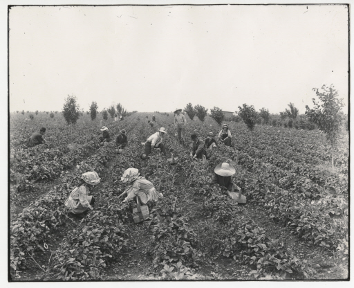 Children Berry Picking (Photographs) (Northwest Museum of Arts + Culture)