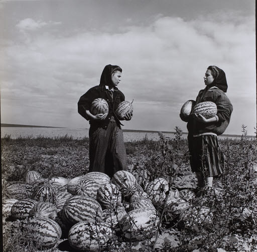 Harvesting Watermelons - Photograph