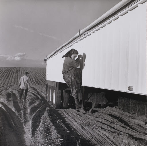 Carol and Eli Harvesting Potatoes - Photograph