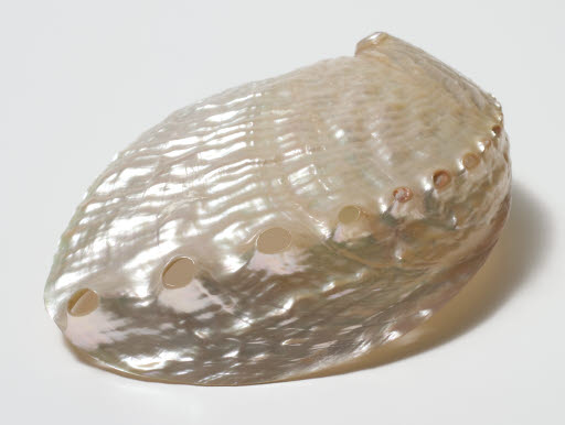 Rough Abalone Shell - Material, Animal