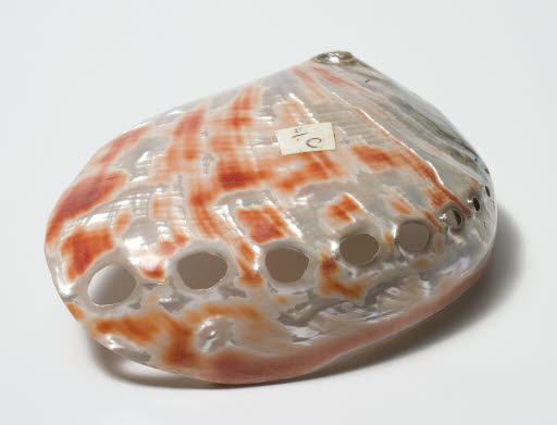 Red Abalone Shell - Material, Animal
