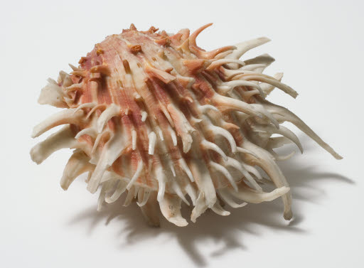 Painted Spondylus Shell - Material, Animal