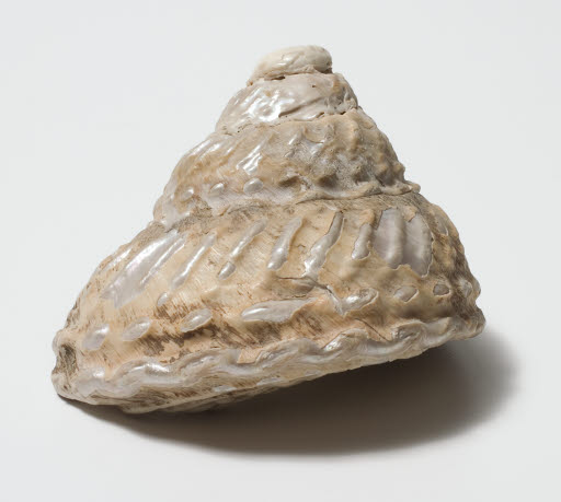 Wavy Pomaulax Shell - Material, Animal
