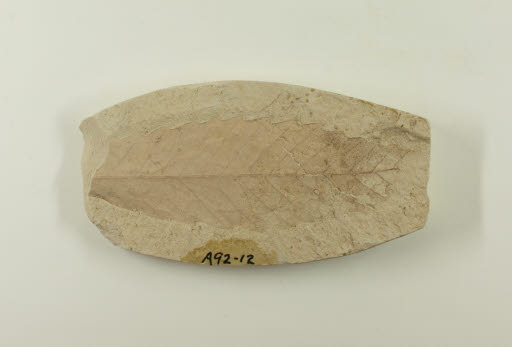 Fossil, Leaf, Castanea (Chestnut) - Geospecimen