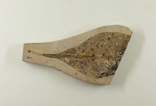 Fossil, Leaf, Diospyros Andersonae - Geospecimen