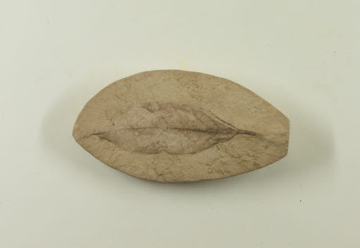 Fossil, Leaf, Cedrela Pteraformis (Berry) Brown, Cigar boxwood - Geospecimen