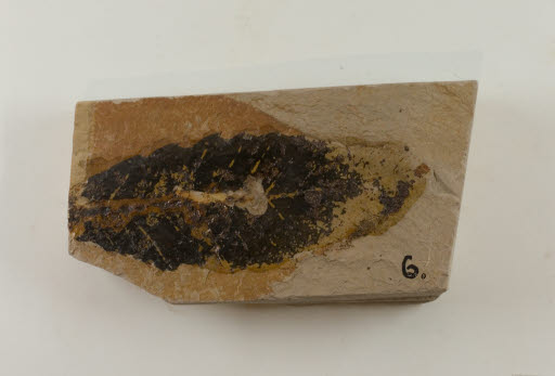 Fossil, Leaf, Quercus spokanensis Knowlton - Geospecimen