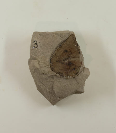 Fossil, Leaf, Cassia spokanensis - Geospecimen