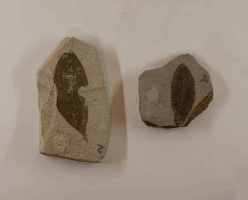 Fossil, Leaf, Diospyros princetoniana Ck. - Geospecimen