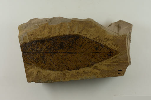 Fossil, Leaf, Laurus grandis Lesq. - Geospecimen