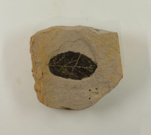 Fossil, Leaf, Betula Heteromorpha Knowlton - Geospecimen