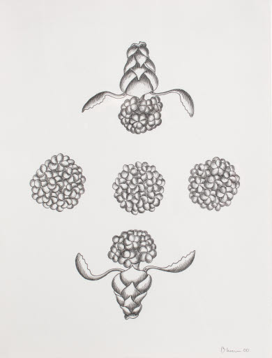 Untitled (part of 36 Flowers 2000) - Drawing