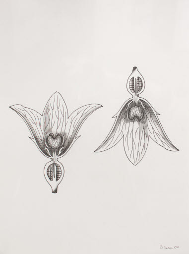 Untitled (part of 36 Flowers 2000) - Drawing