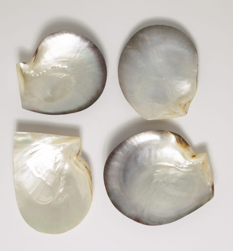 Great Pearl Oyster Shell - Material, Animal