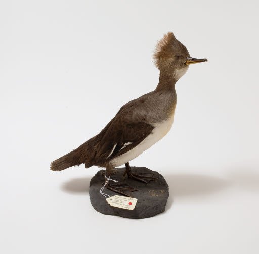 Female Hooded Merganser - Mount, Taxidermy