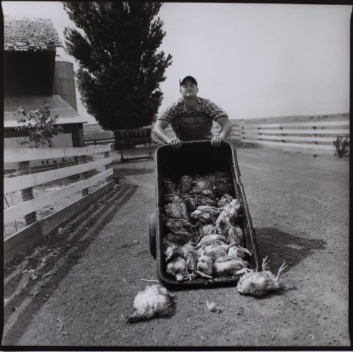 Steven Walter, Butchering Day - Photograph