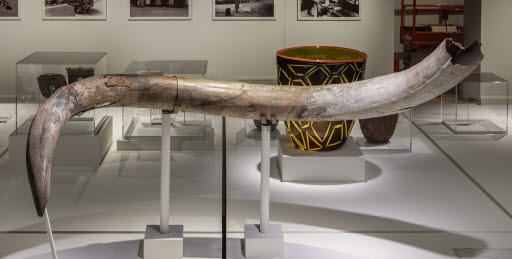 Mammoth Tusk - Specimen, Animal