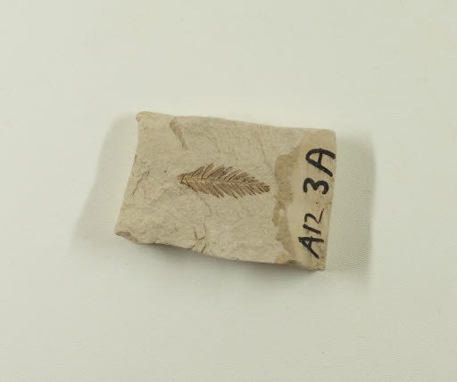 Fossil, Tree Branch, Metasequoia - Geospecimen