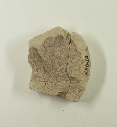 Fossil, Leaf, Vitis (Grape) - Geospecimen