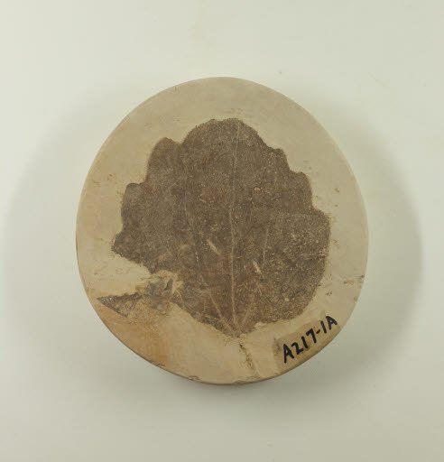 Fossil, Leaf, Populus (Poplar) - Geospecimen