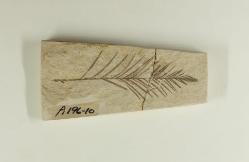 Fossil, Tree Branch, Taxodium (Redwood) - Geospecimen