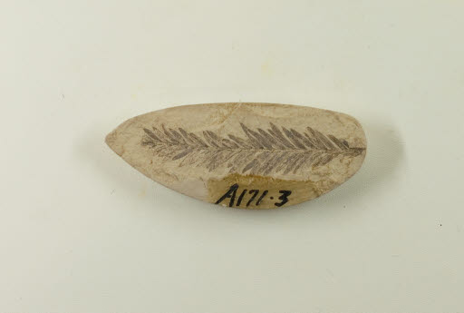 Fossil, Tree Branch, Cypress Taxodium - Geospecimen