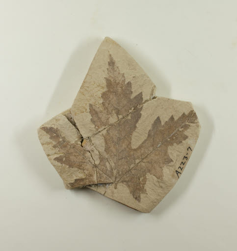 Fossil, Leaf, Acer (Maple) - Geospecimen