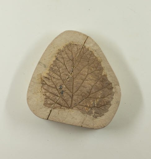 Fossil, Leaf, Viburnum Lantana Folum - Geospecimen