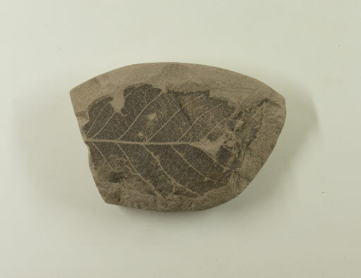 Fossil, Leaf, Zelkova Oregoniana (Kn) Brown - Geospecimen