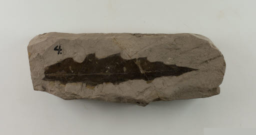 Fossil, Leaf, Quercus merrianii Knowlton - Geospecimen