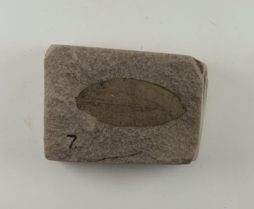 Fossil, Leaf, Quercus treleasii Berry - Geospecimen