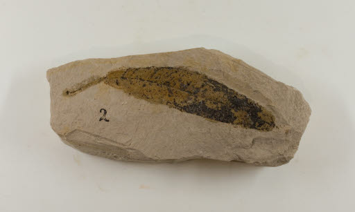 Fossil, Leaf, Quercus obtusa Knowlton - Geospecimen