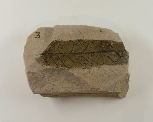 Fossil, Leaf, Salix remotidens Knowlton (Willow) - Geospecimen