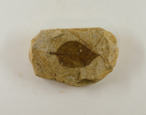 Fossil, Leaf, Meibomites lucens Knowlton - Geospecimen