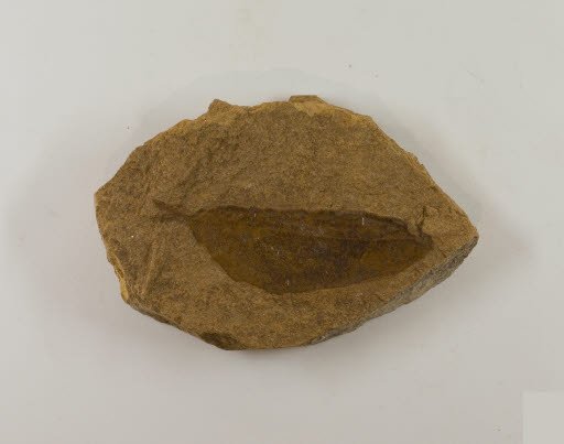 Fossil, Leaf, Rhus typhinoides Lesq. (Sumac) - Geospecimen