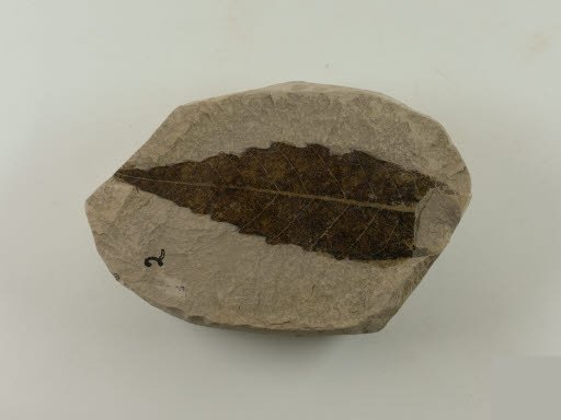 Fossil, Leaf, Castanea castaneafolia (Unger) Knowlton - Geospecimen