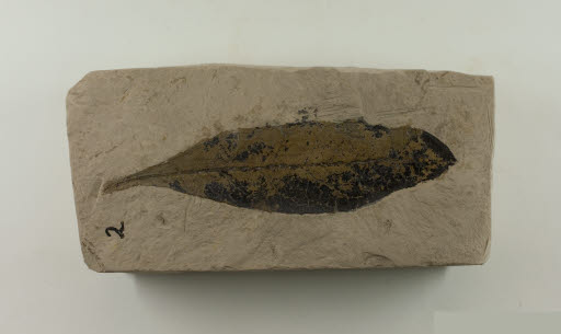 Fossil, Leaf, Laurus similis Knowlton - Geospecimen