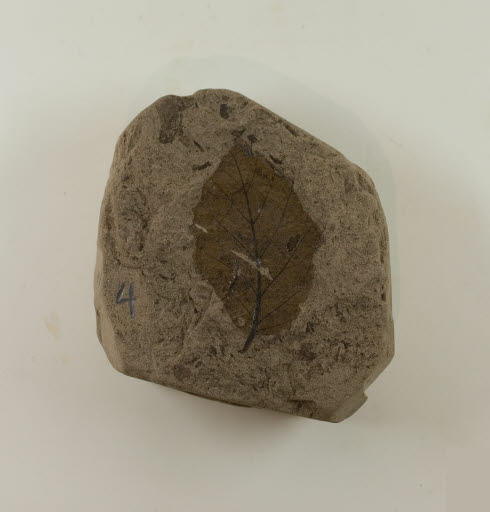 Fossil, Leaf, Betula thor Knowlton - Geospecimen