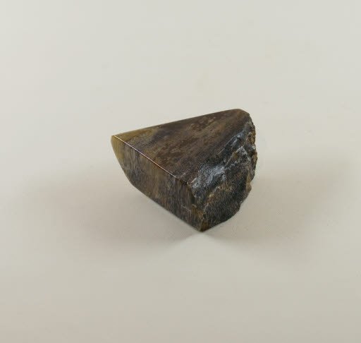 Petrified Wood - Walnut from Ginkgo Petrified Forest - Geospecimen
