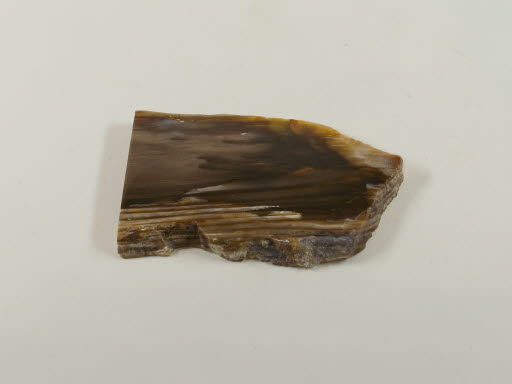 Petrified Wood - Spruce from Ginkgo Petrified Forest - Geospecimen