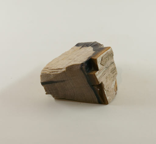 Petrified Wood - Elm from Ginkgo Petrified Forest - Geospecimen
