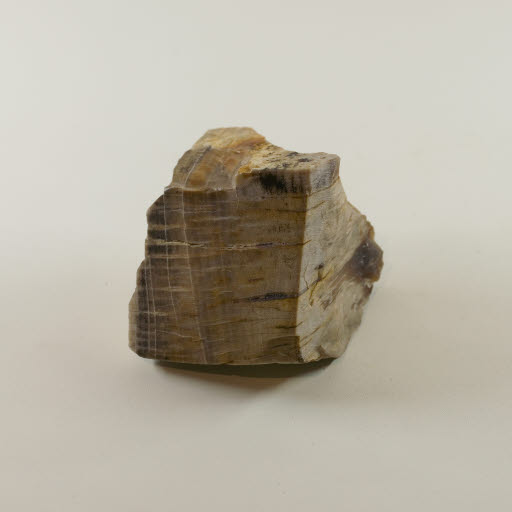 Petrified Wood - Red (Sweet) Gum from Ginkgo Petrified Forest - Geospecimen