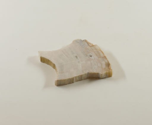 Petrified Wood - Rosewood from Ginkgo Petrified Forest - Geospecimen
