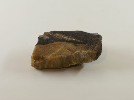 Petrified Wood - Hickory from Ginkgo Petrified Forest - Geospecimen