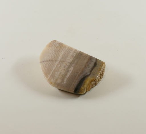 Petrified Wood - Sycamore from N. Fork Squaw Creek - Geospecimen