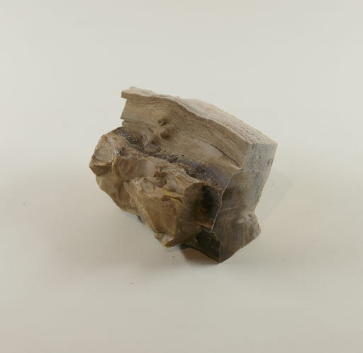 Petrified Wood - Cottonwood from Yakima Canyon - Geospecimen