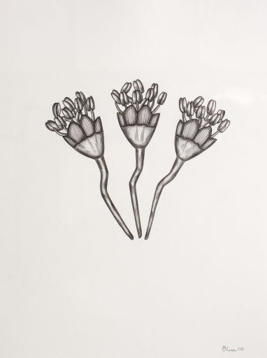 Untitled (part of 36 Flowers 2000) - Drawing