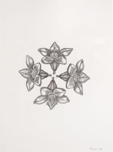 Untitled (part of 36 Flowers 2000) - Drawing