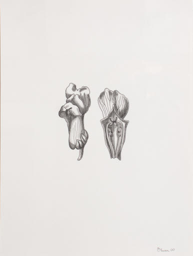 Untitled (part of 36 Flowers 2000) - Drawing